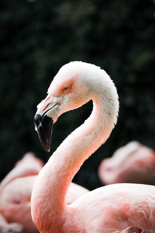 Grace in pink